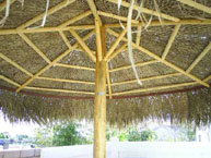 Palm Palapa